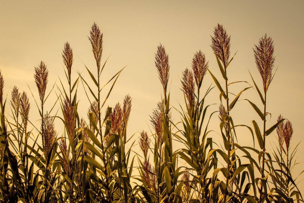 Тростник обыкновенный phragmites Australis