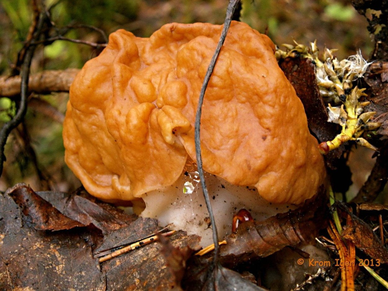 Строчок обыкновенный съедобный гриб