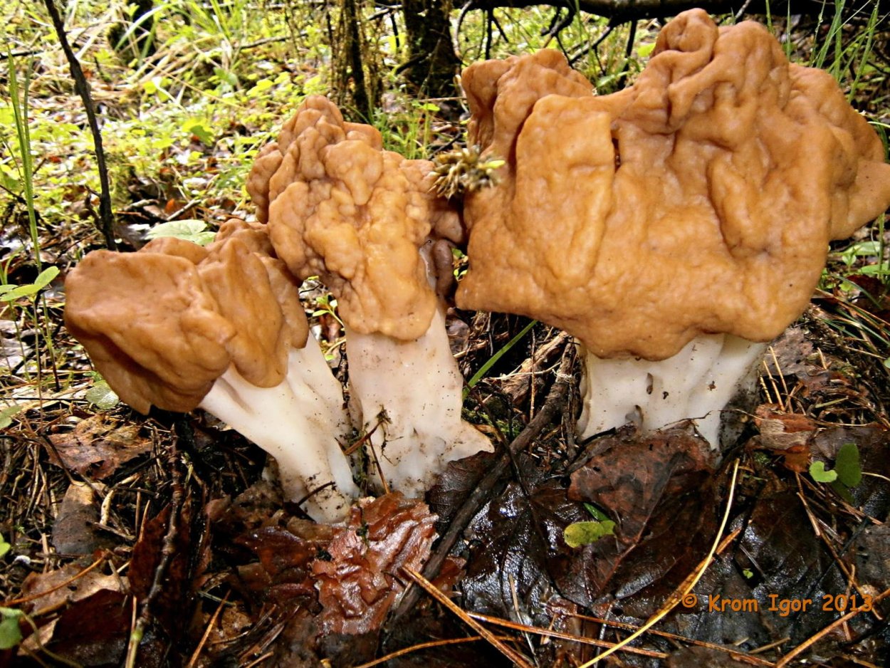 Строчок гигантский — Gyromitra Gigas.