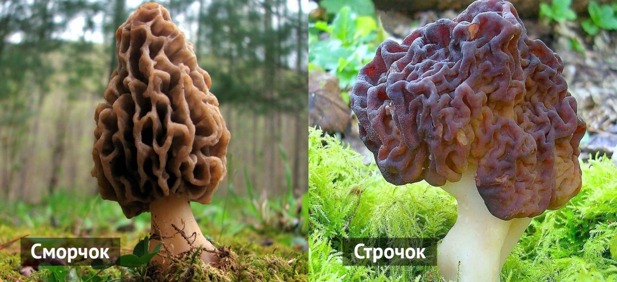 Ложные сморчки грибы