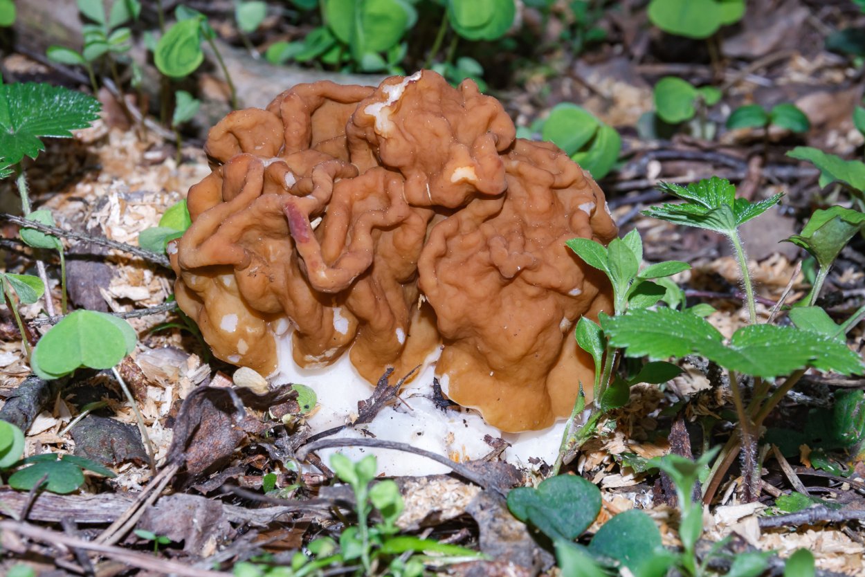 5. Строчок обыкновенный – Gyromitra esculenta
