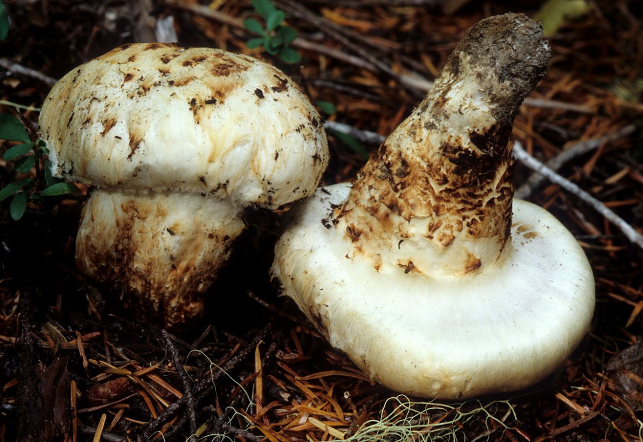 Мацутакэ (Tricholoma Matsutake)