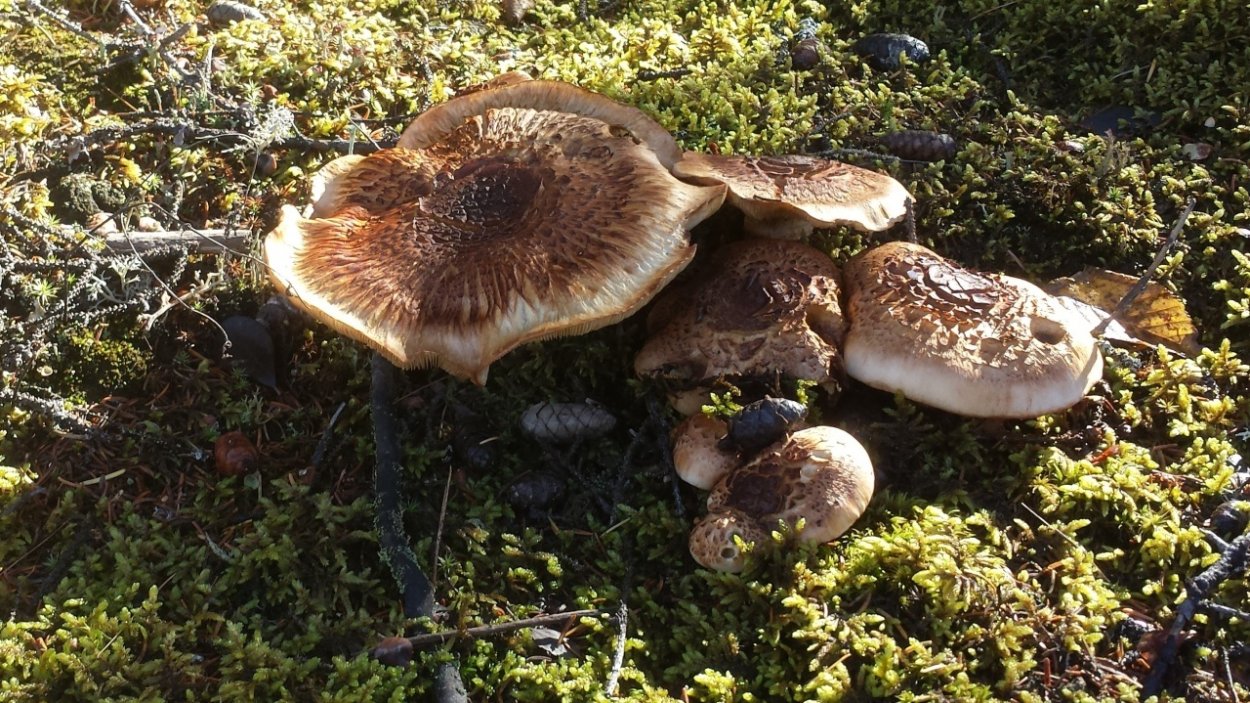 Мацутакэ (Tricholoma Matsutake)
