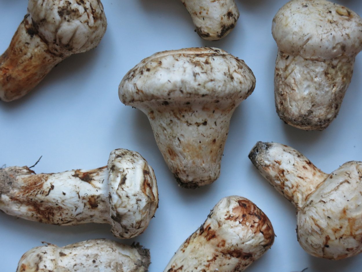 Гриб Tricholoma Matsutake