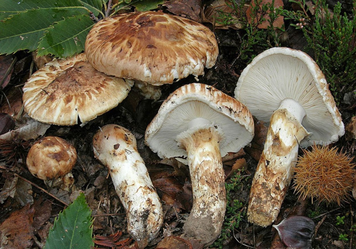 Tricholoma magnivelare