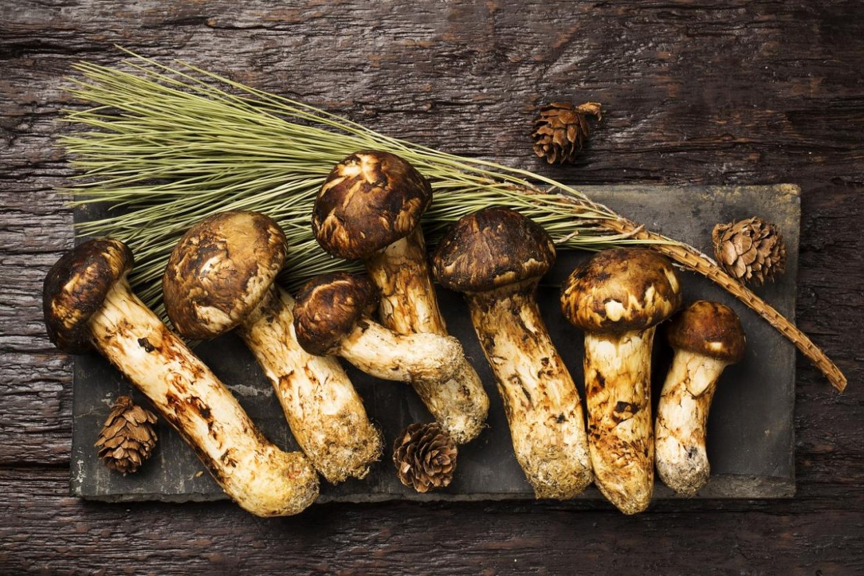 Мацутакэ (Tricholoma Matsutake)