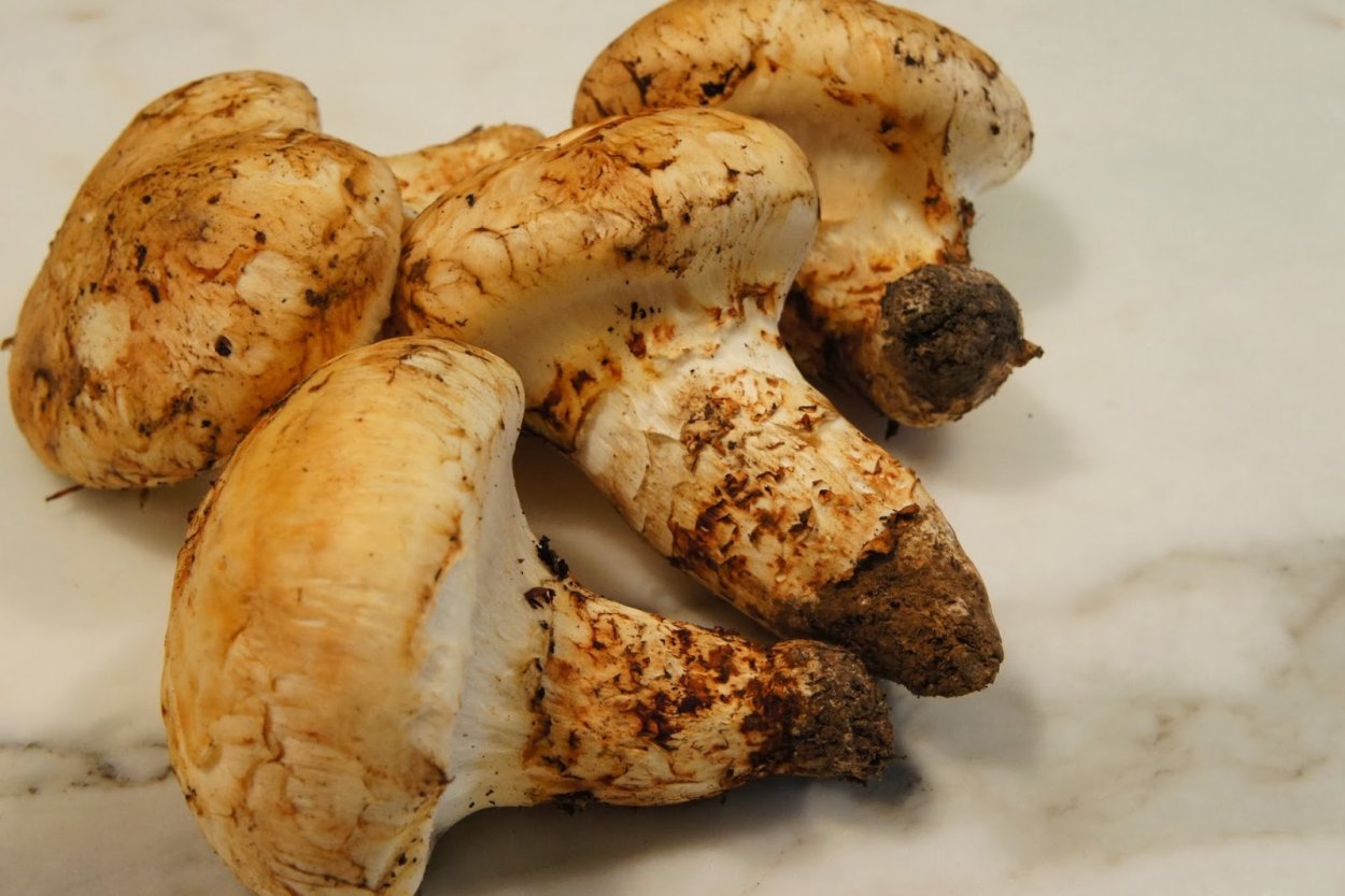 Гриб Tricholoma Matsutake