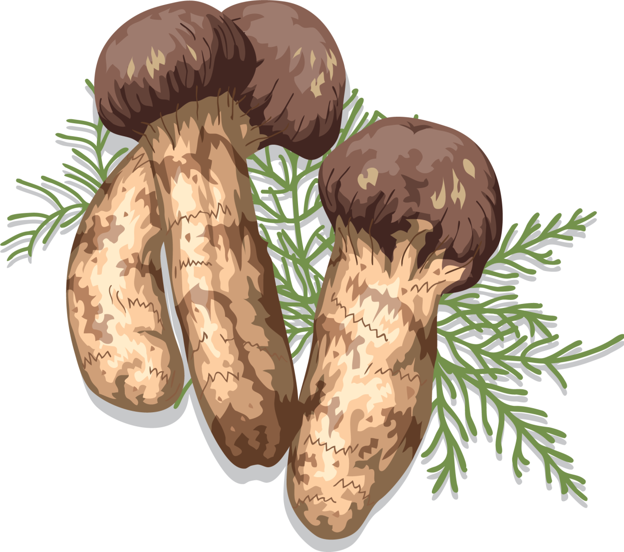 Рядовка мацутакэ