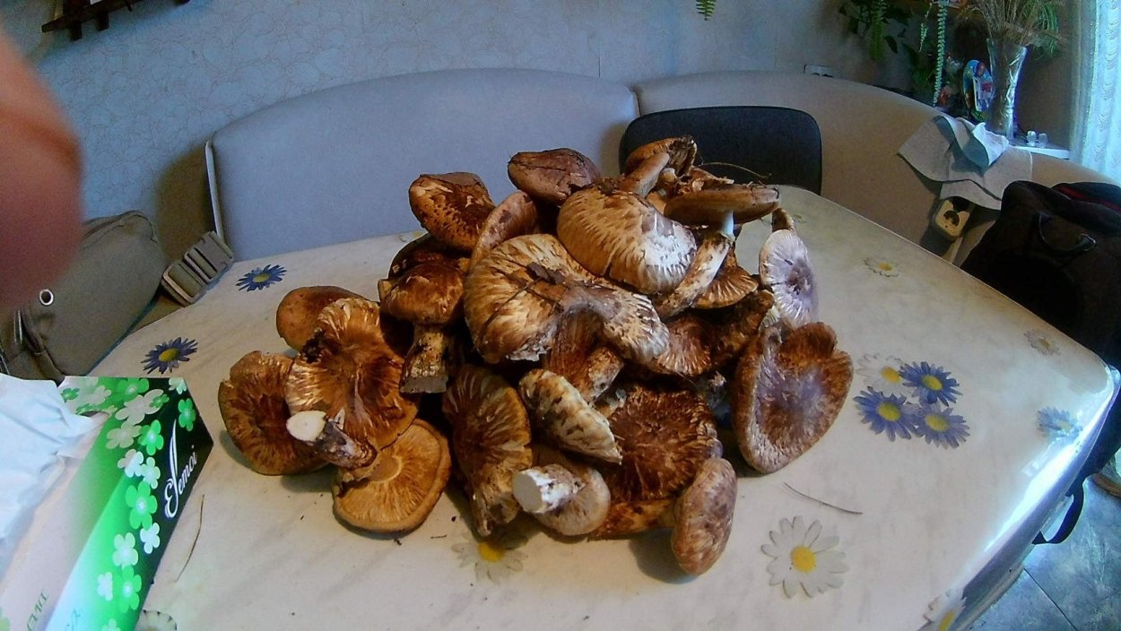 Грибы мацутакэ