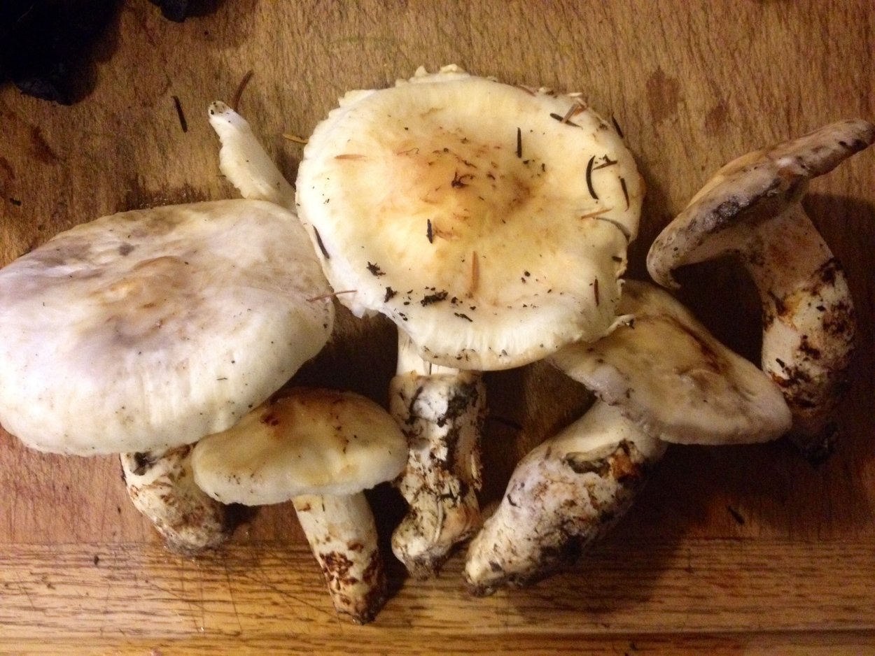 Гриб Tricholoma Matsutake