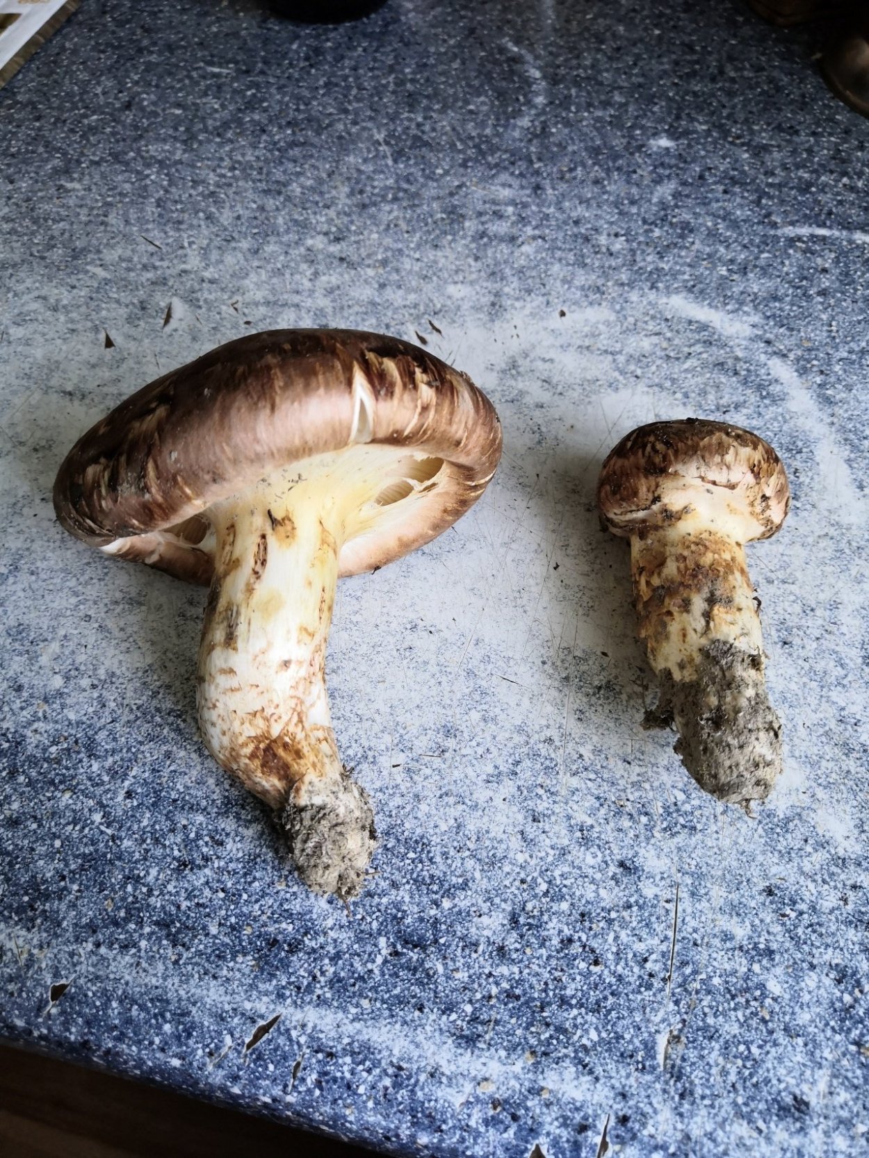 Гриб Tricholoma Matsutake