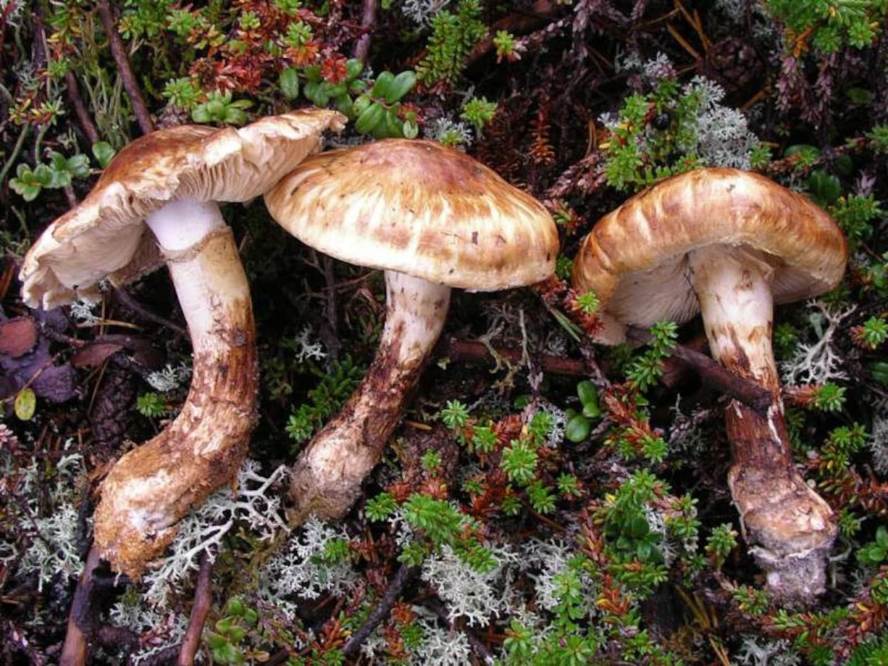 Мацутакэ (Tricholoma Matsutake)