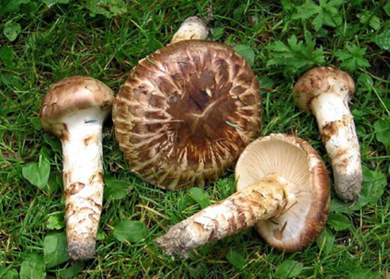 Tricholoma magnivelare