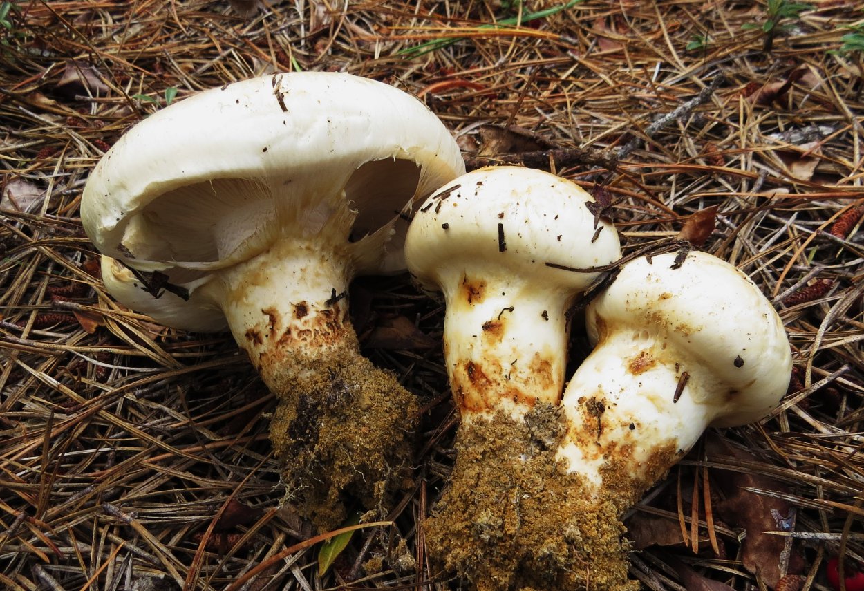 Гриб Tricholoma nauseosum