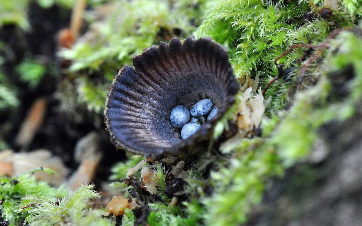 Бокальчик Cyathus гриб