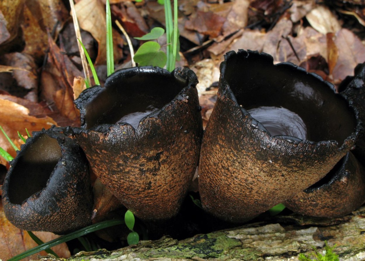 Грибы Cyathus olla