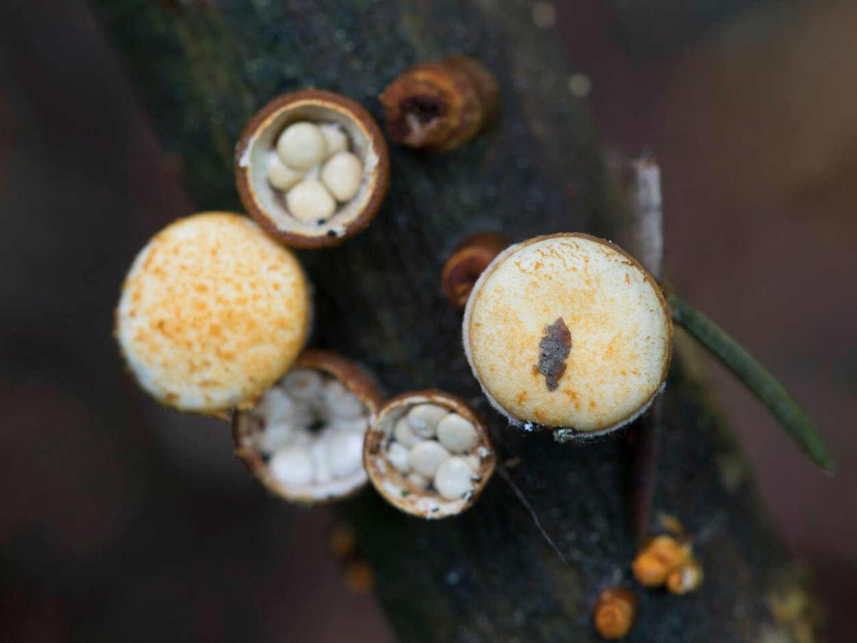 Лерациомицес (leratiomyces)
