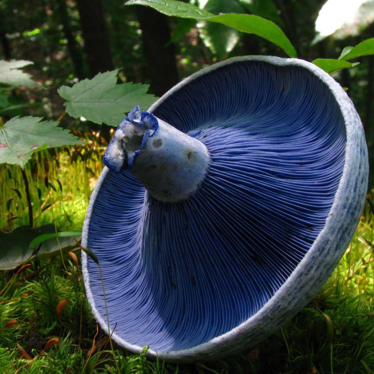 Грибы Campanella SP.