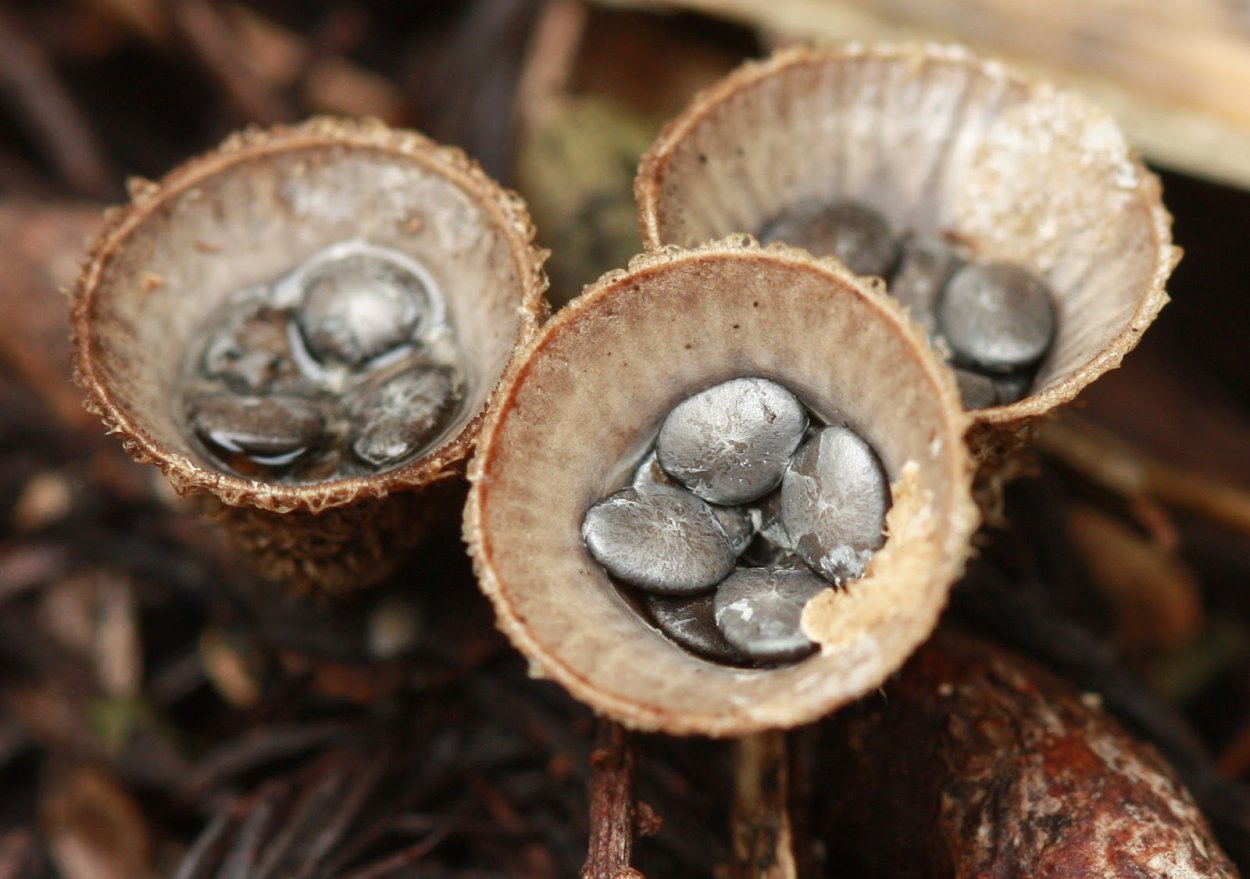 Бокальчик навозный – Cyathus stercoreus