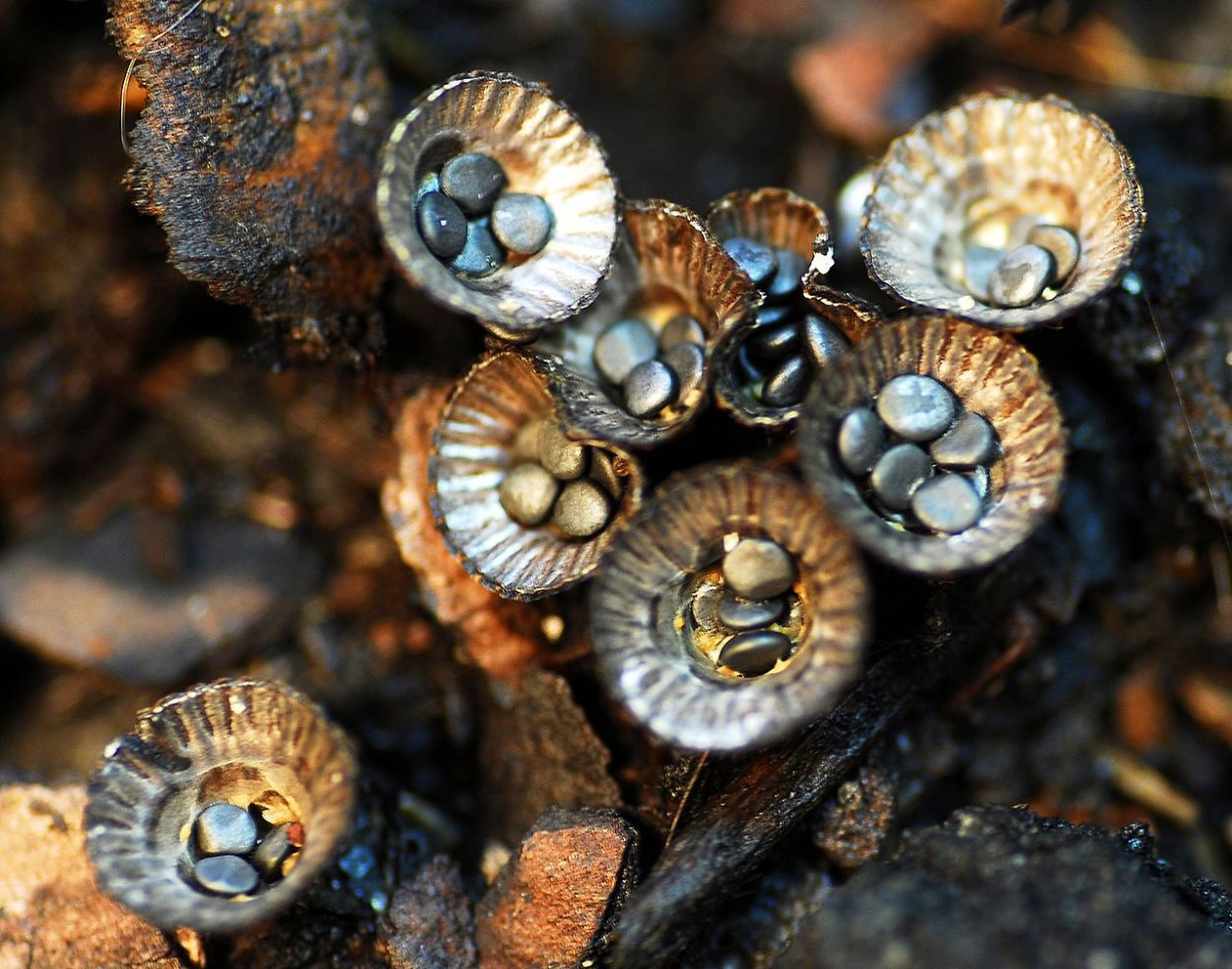 Бокальчик полосатый (Cyathus striatus)
