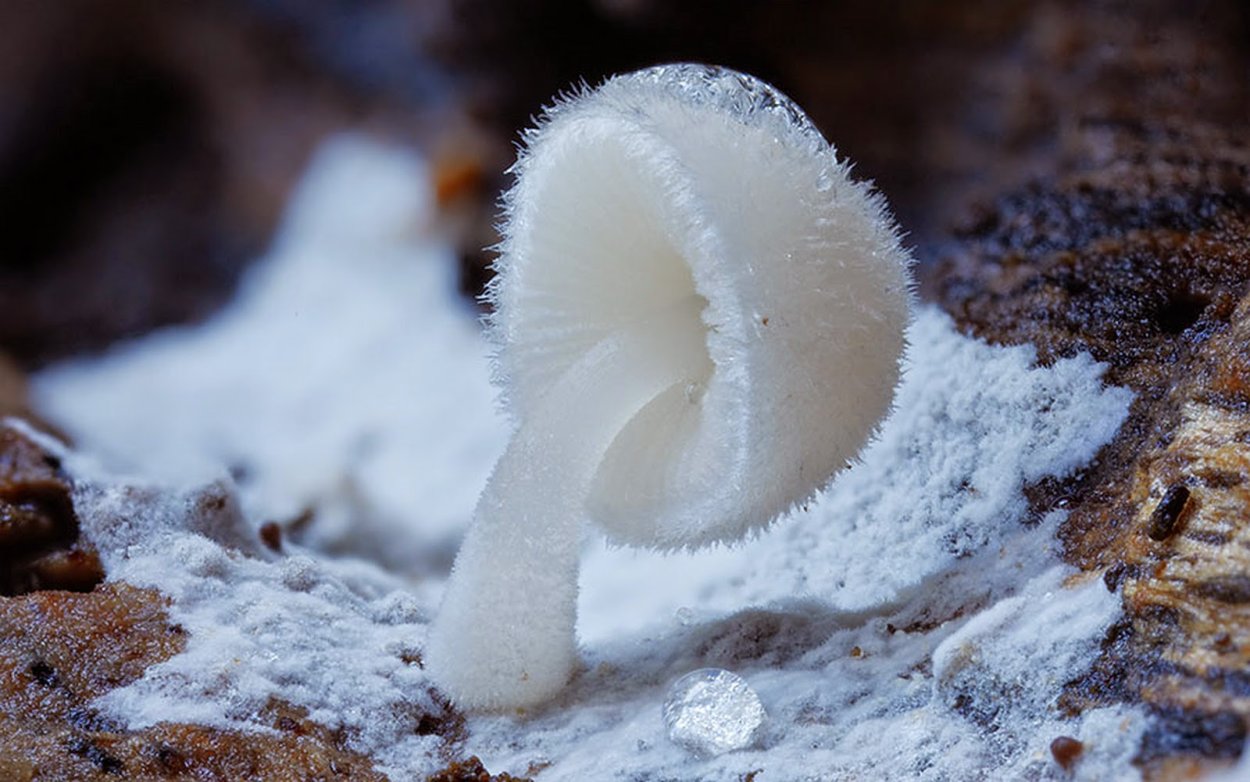 Млечник голубой (Lactarius Indigo)