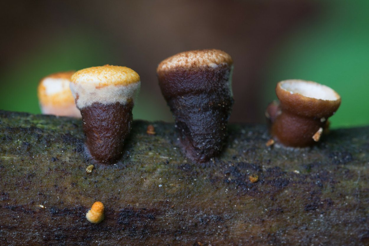 Бокальчик Cyathus гриб