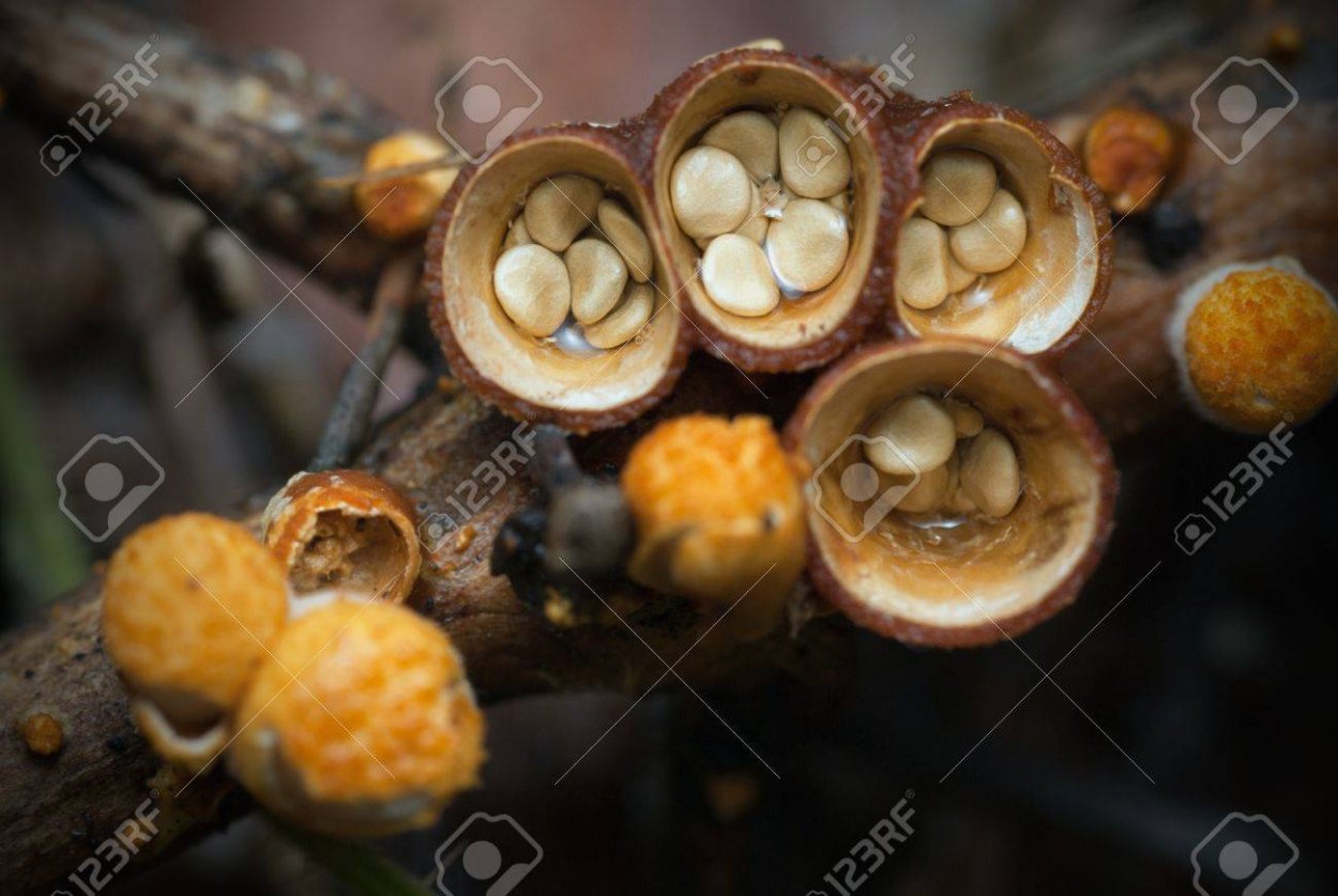 Птичье гнездо (Nidulariaceae)