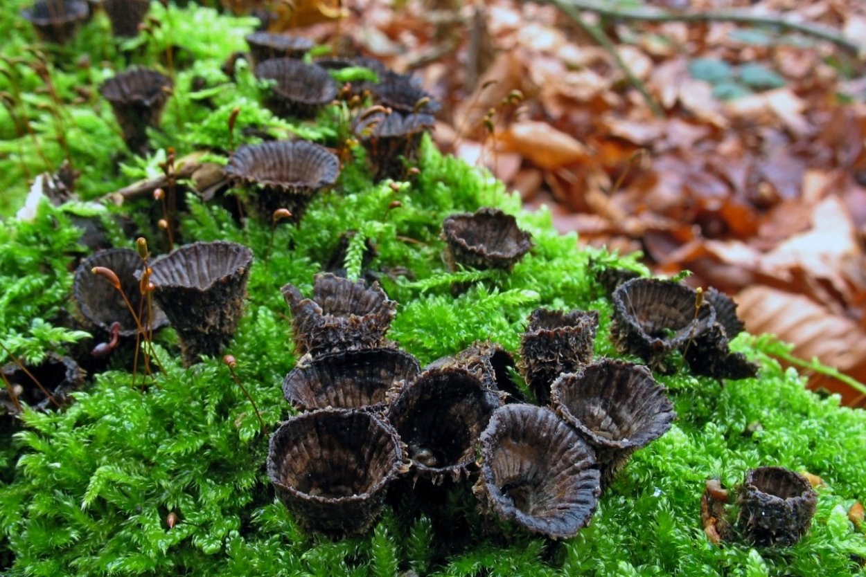 Бокальчик Cyathus гриб