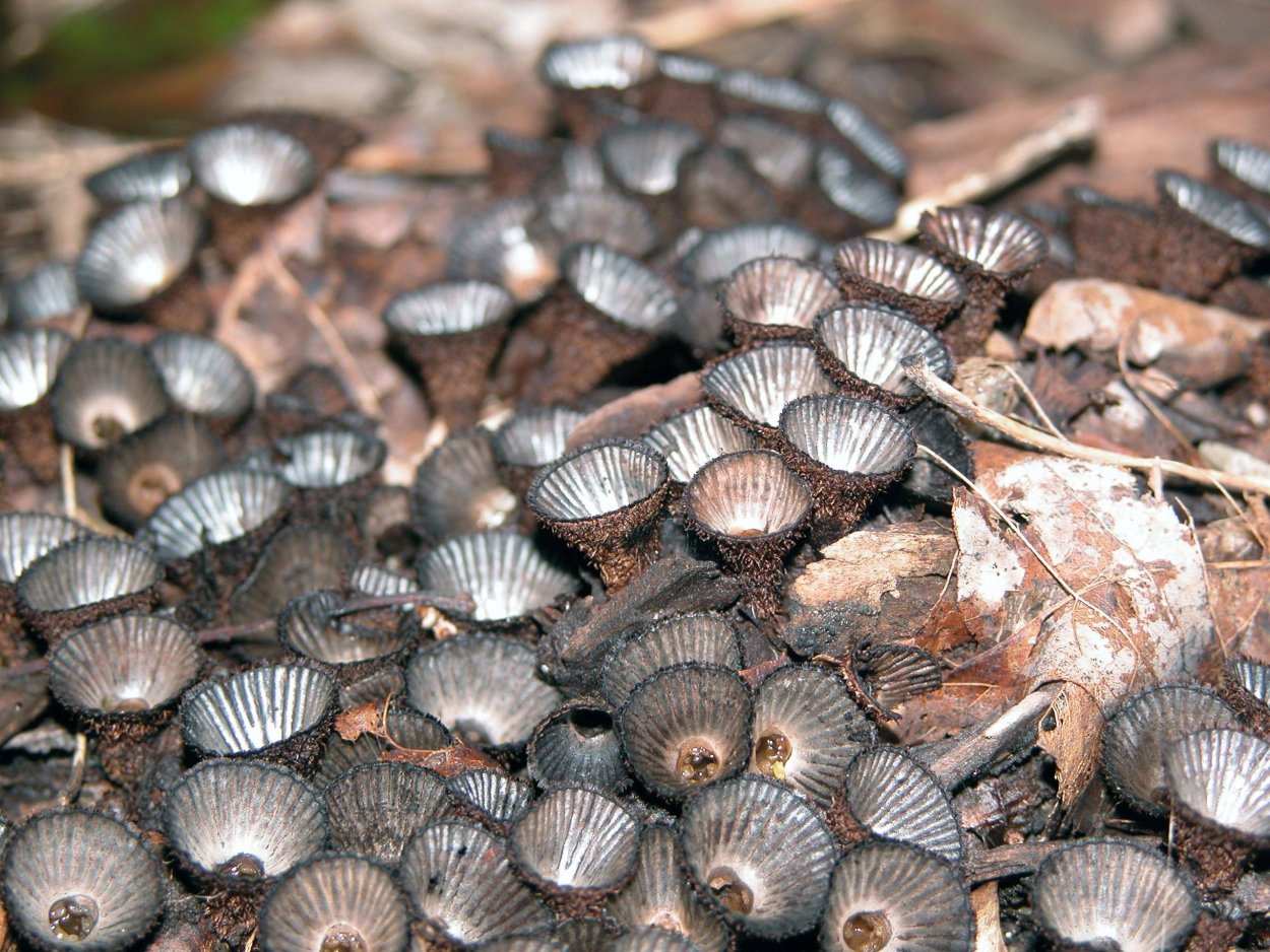 Cyathus striatus