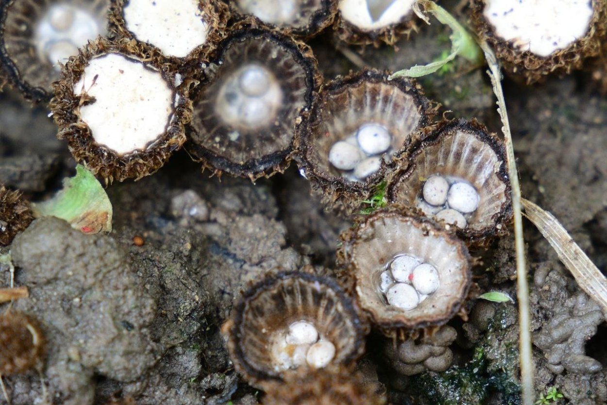 Бокальчик полосатый (Cyathus striatus)