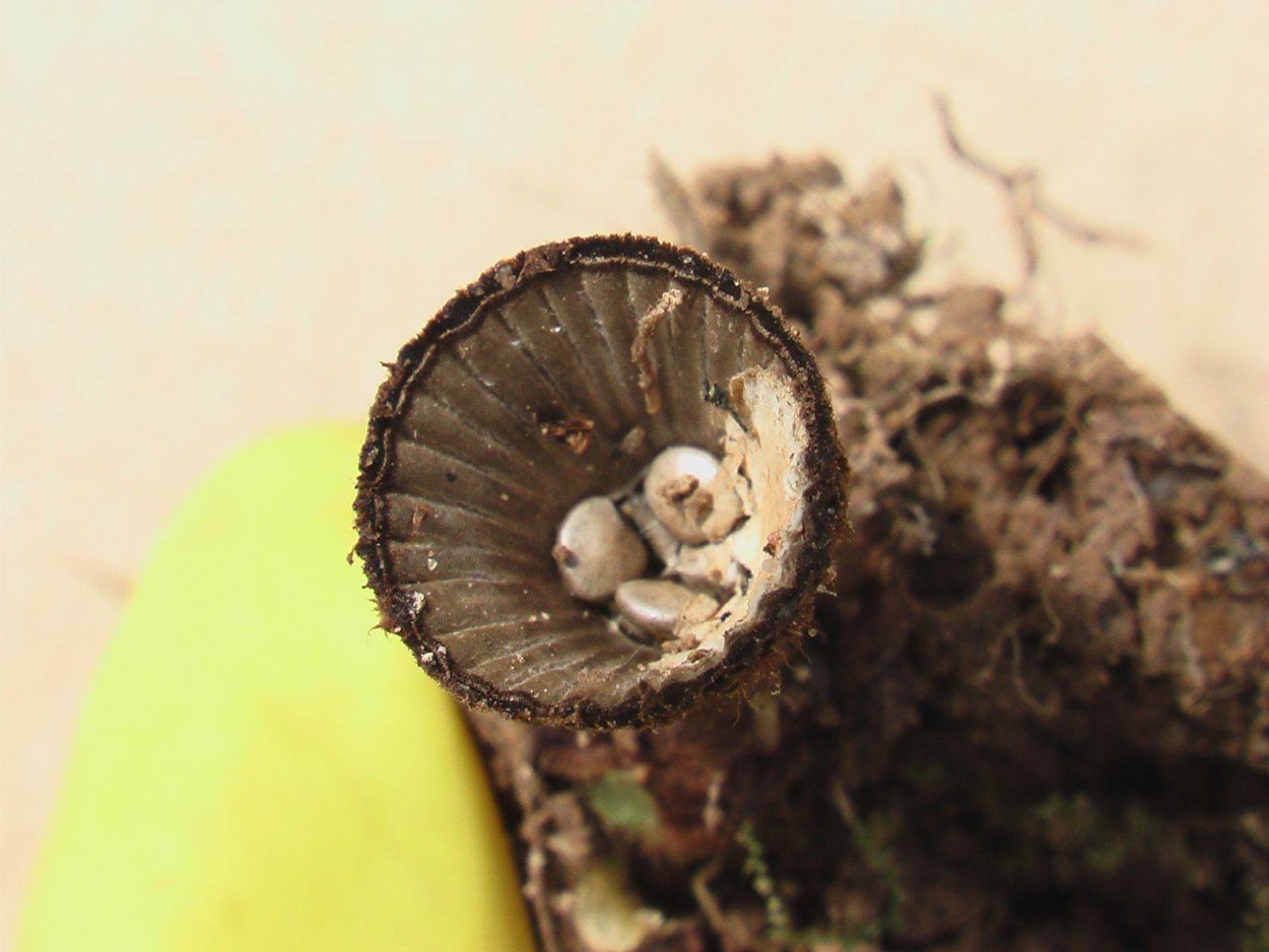Crucibulum laeve