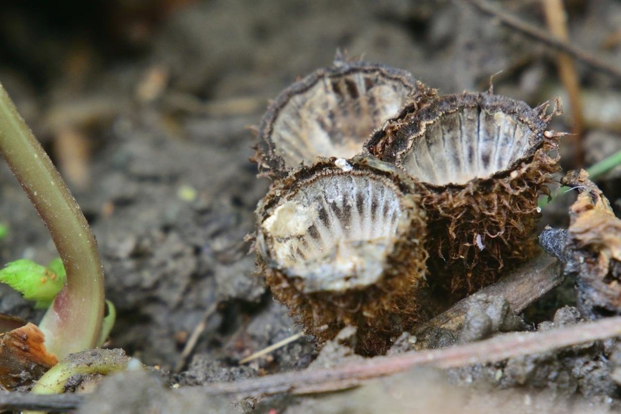 Neonothopanus gardneri