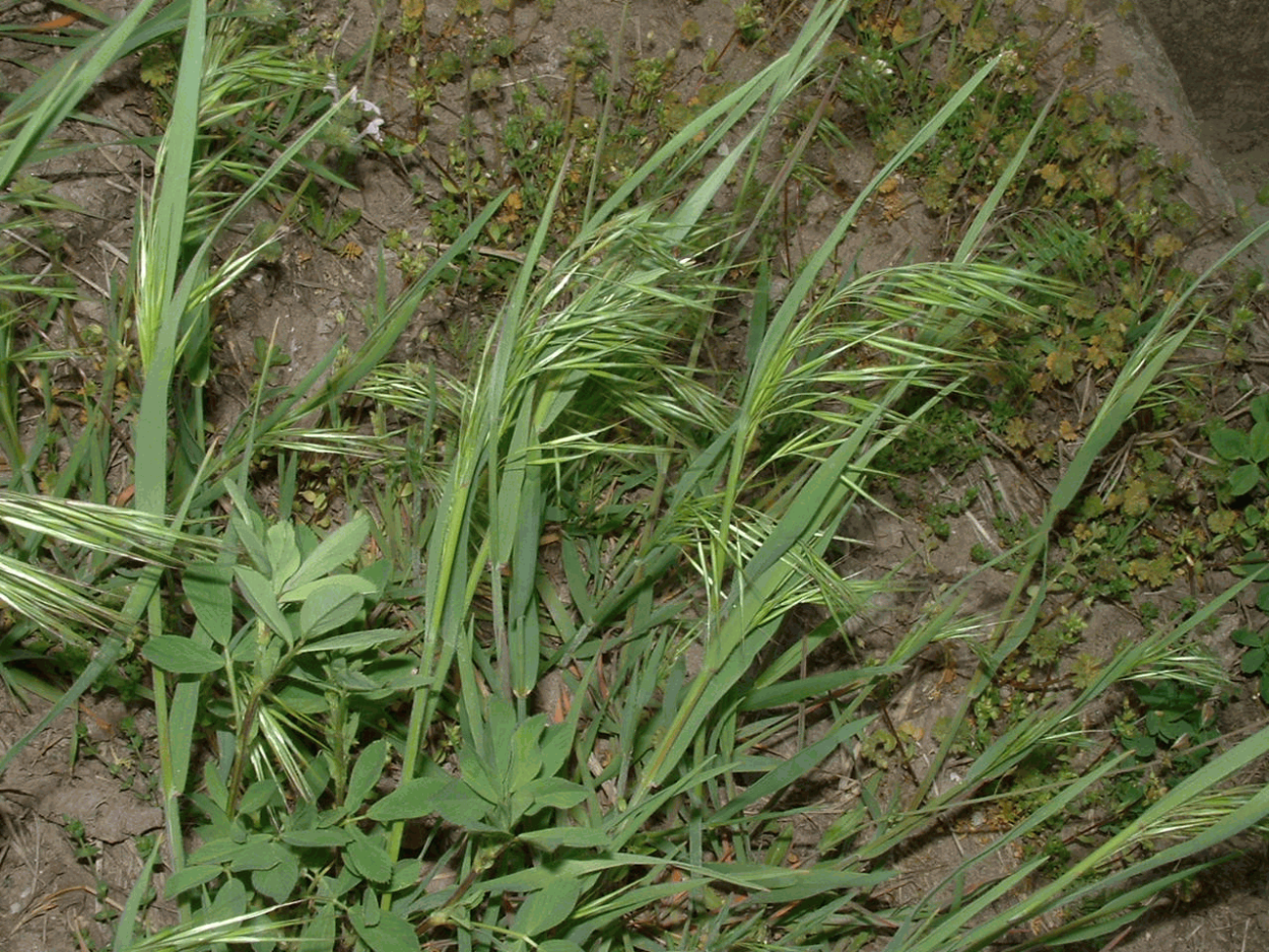 Bromus secalinus l.
