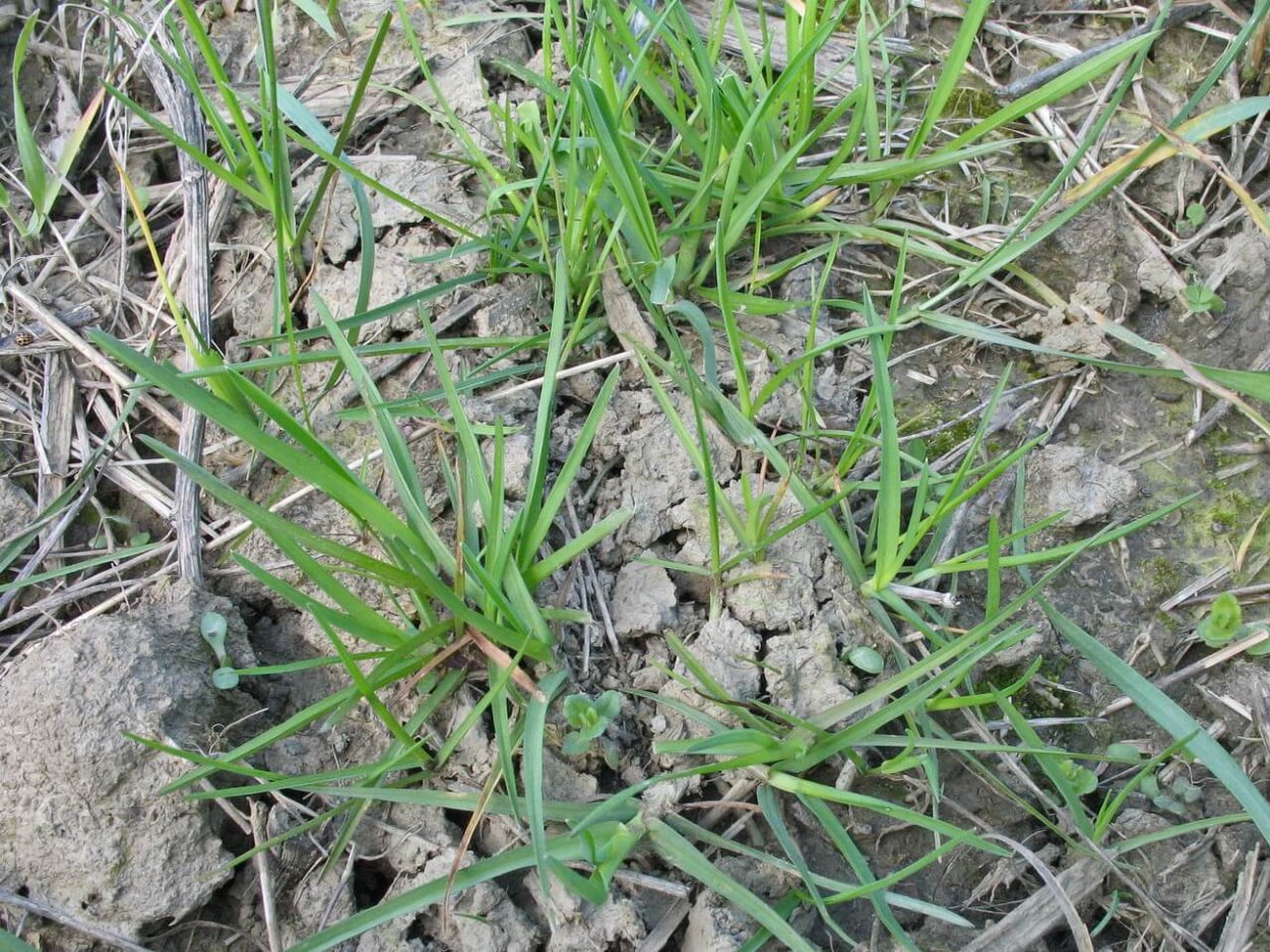 Костёр ржаной (Bromus secalinus)