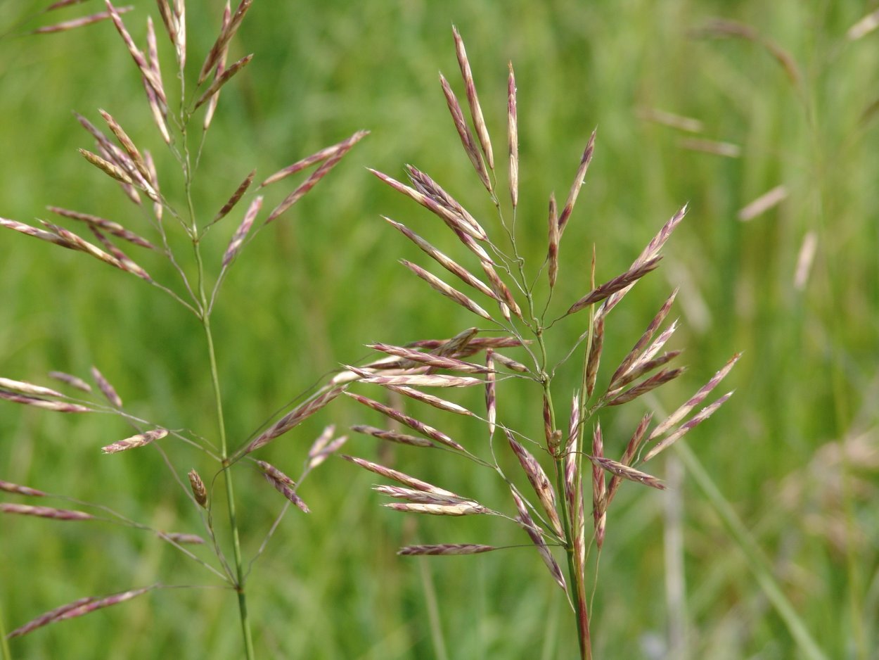 Костёр ржаной (Bromus secalinus)