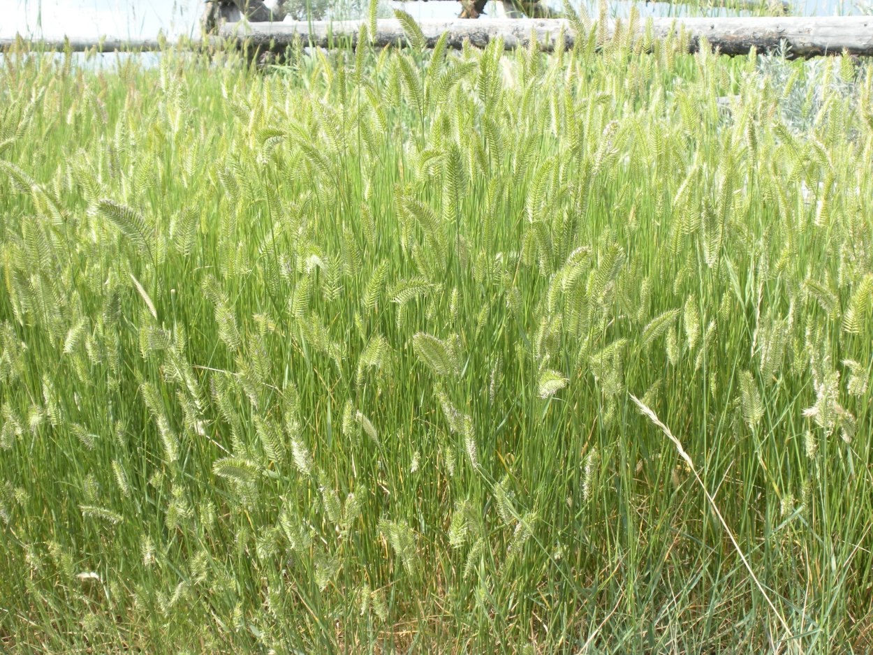 Костер кровельный (Bromus tectorum)