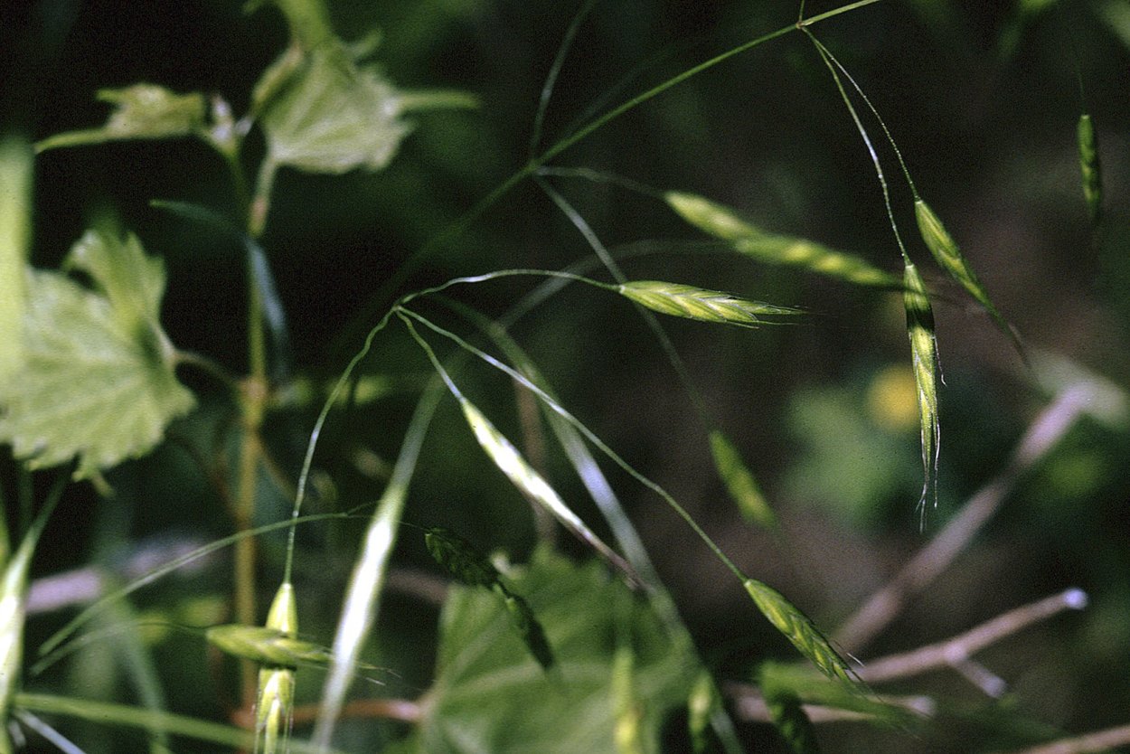 Костер кровельный (Bromus tectorum)