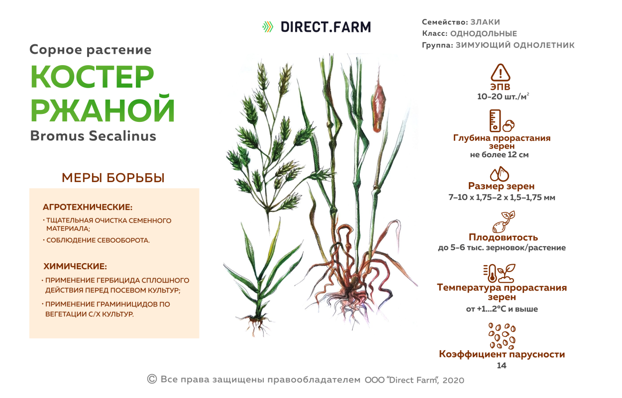 Кострец полевой
