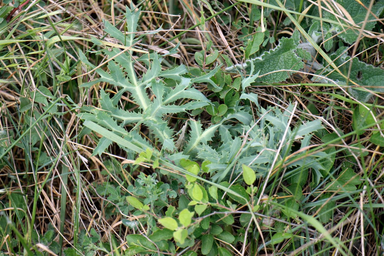 Bromus hordeaceus