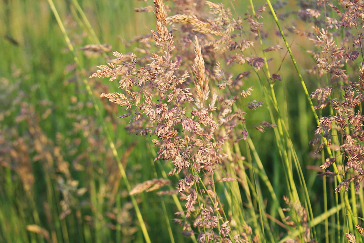 Anisantha tectorum растение