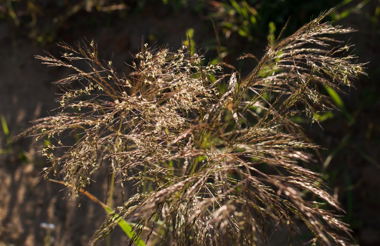 Кострец безостый Bromus inermis