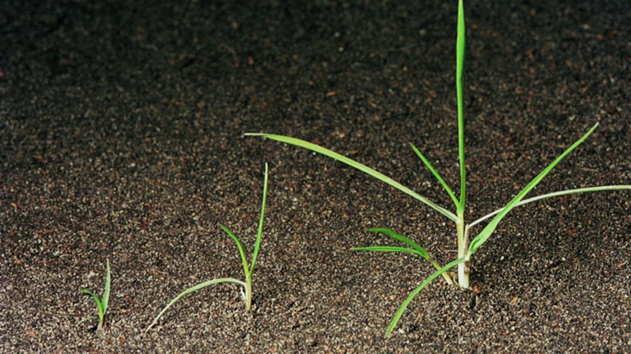 Костер кровельный (Bromus tectorum)
