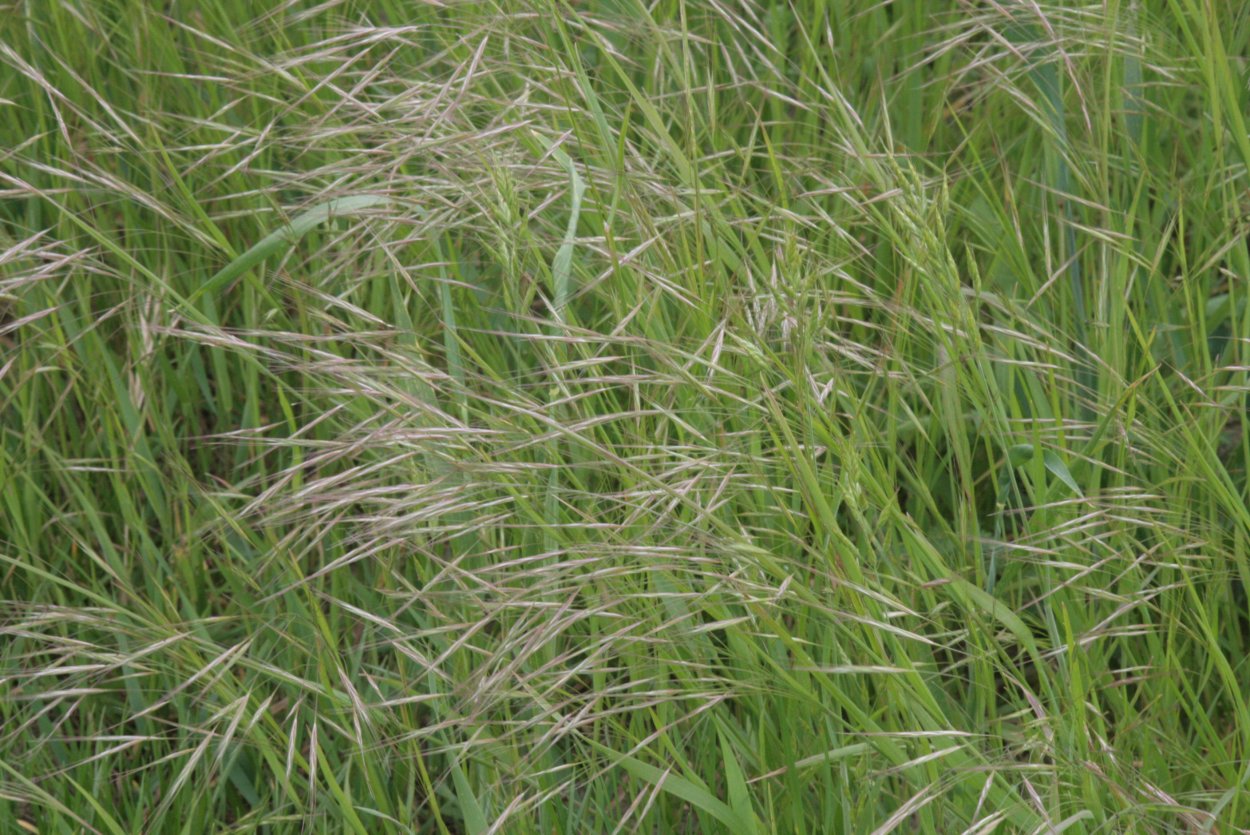 Тростник обыкновенный phragmites Australis