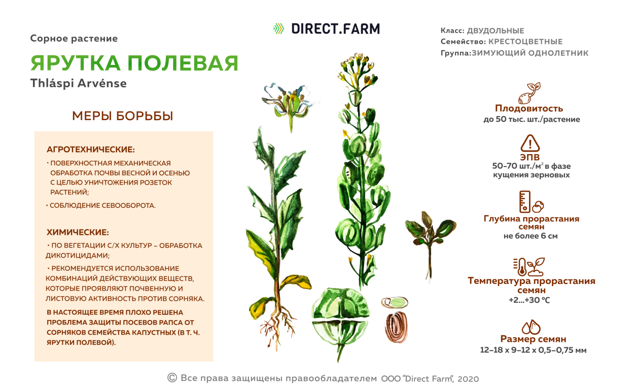 Кострец безостый Вегур