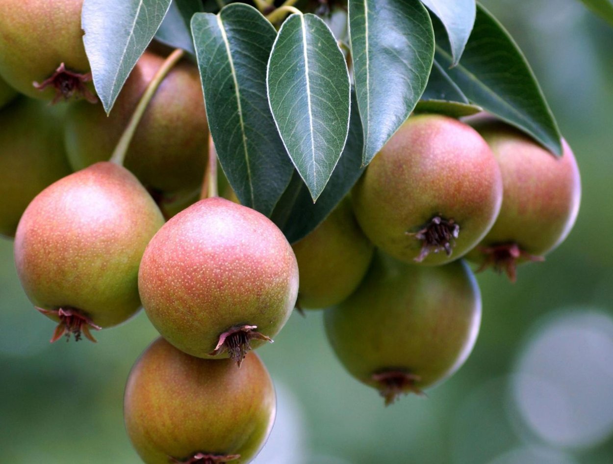 Груша Лесная Pyrus