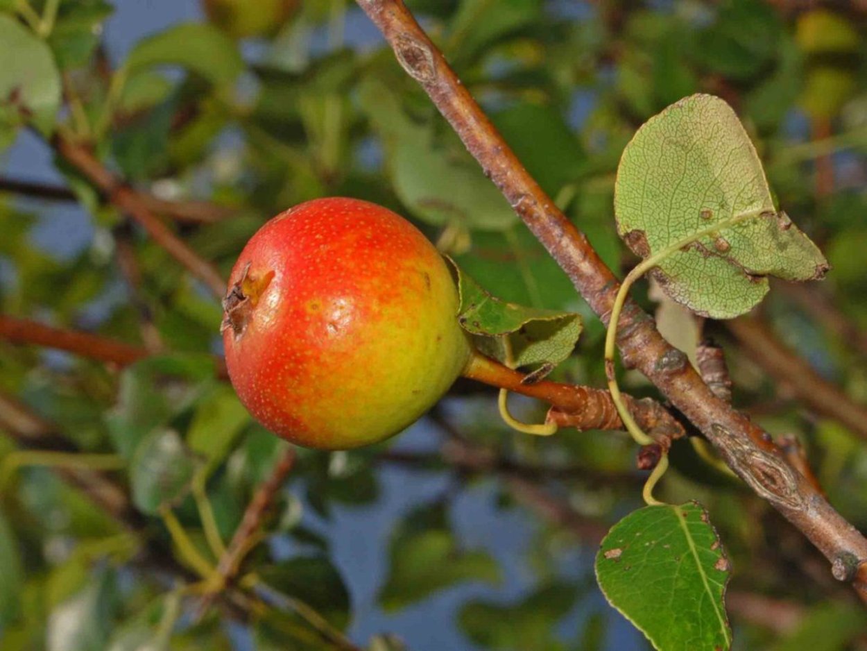 Груша обыкновенная (Pyrus communis l.)