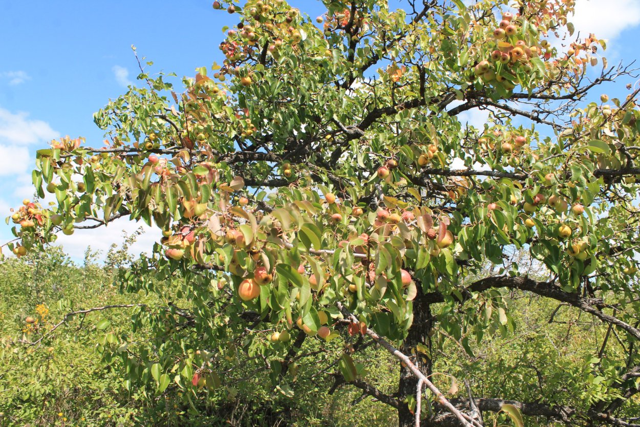 Груша Лесная Pyrus
