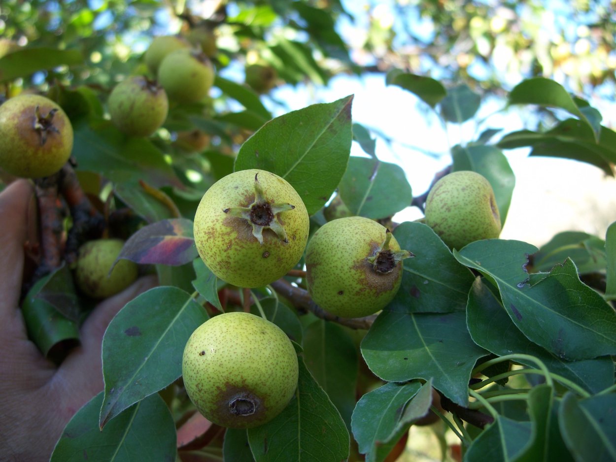 Груша обыкновенная (Pyrus communis)