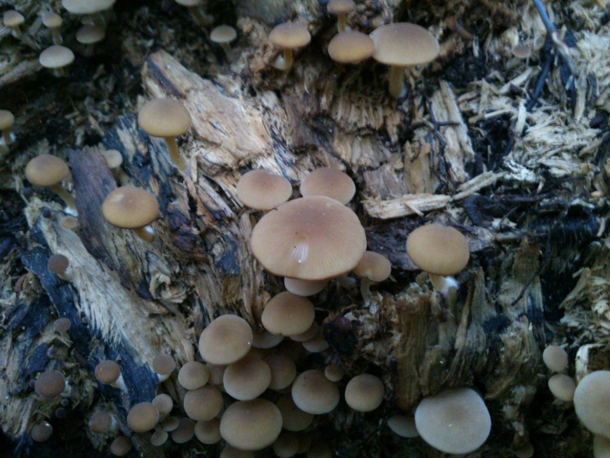 Cyathus striatus