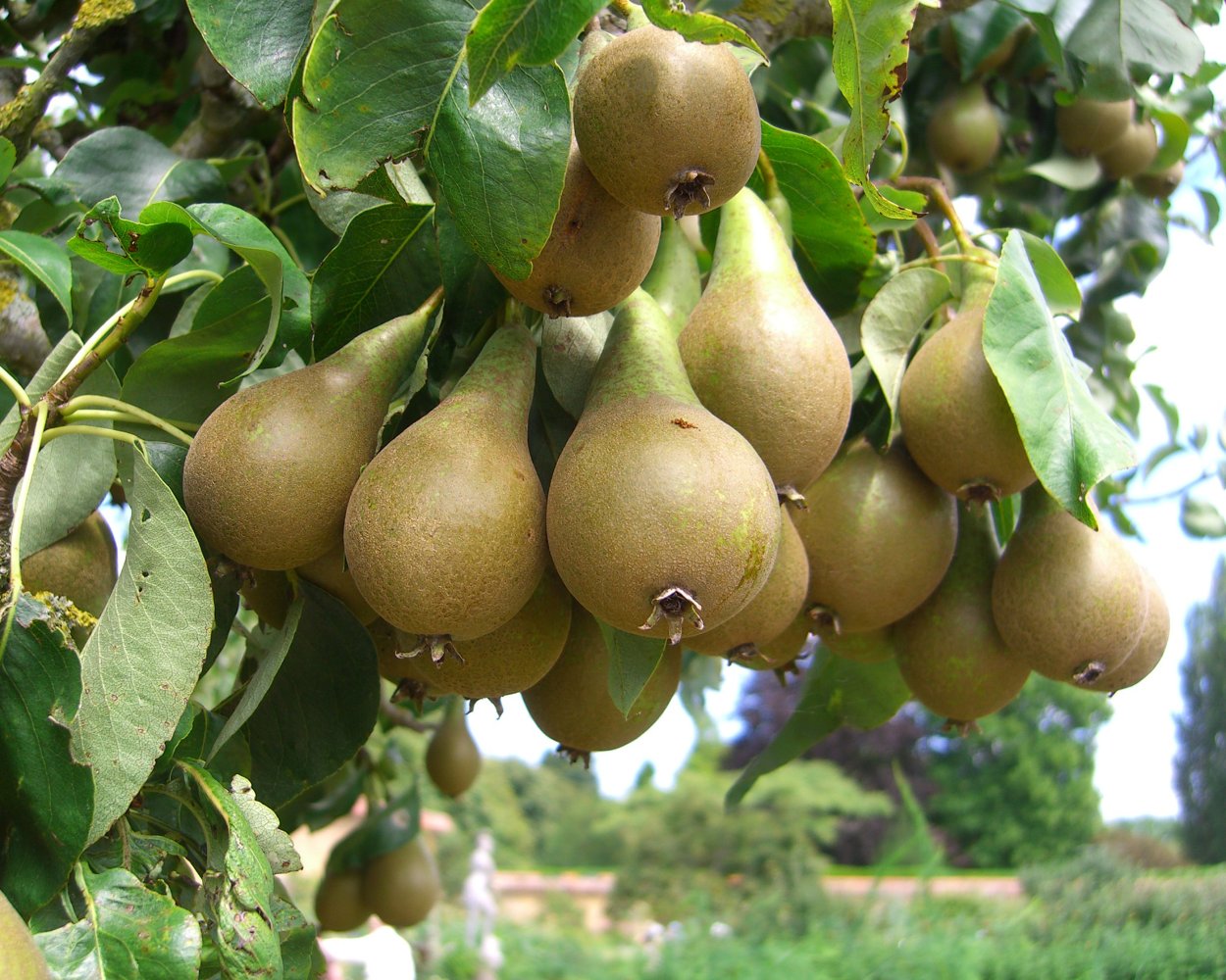 Яблоня "Malus" плодовая